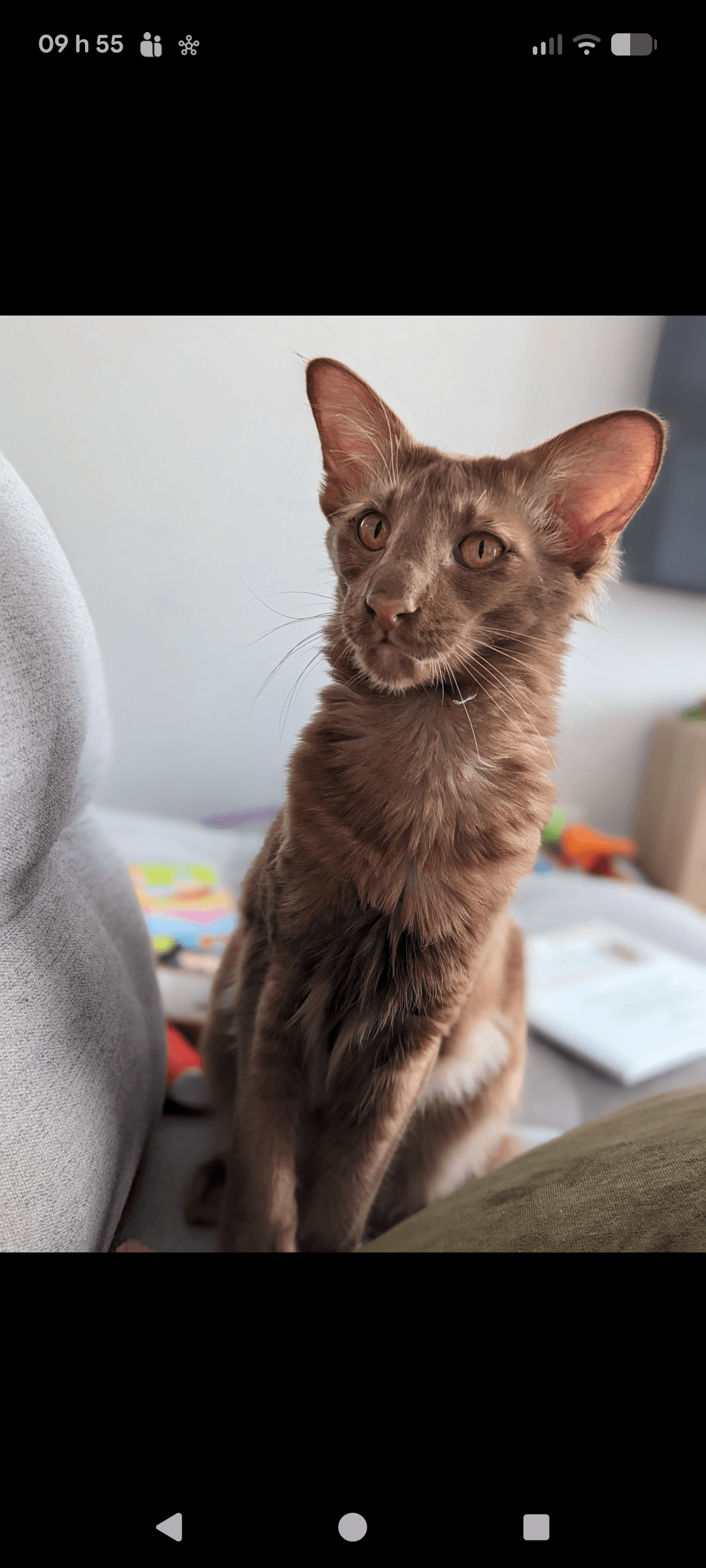 Dobby