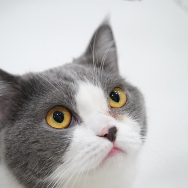 Chat