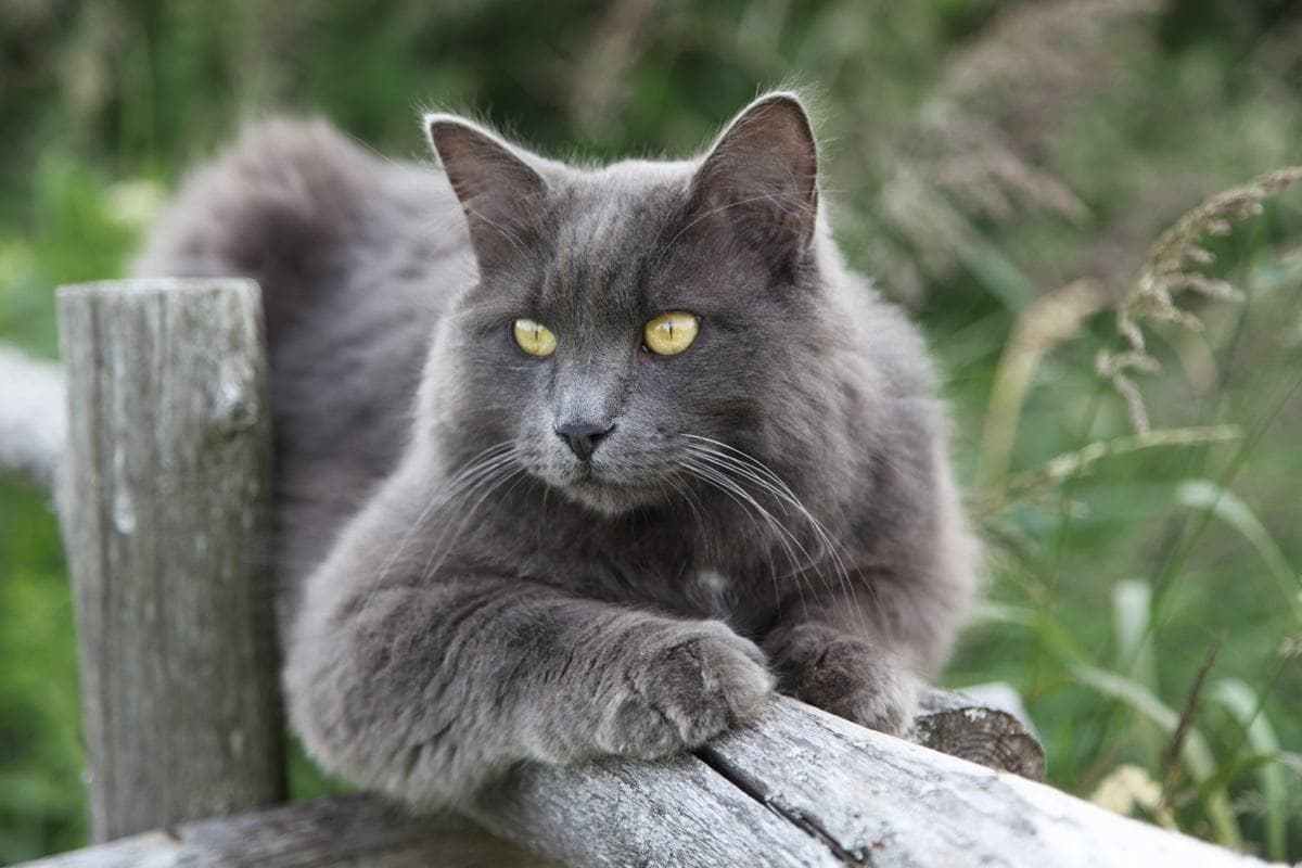Merlin